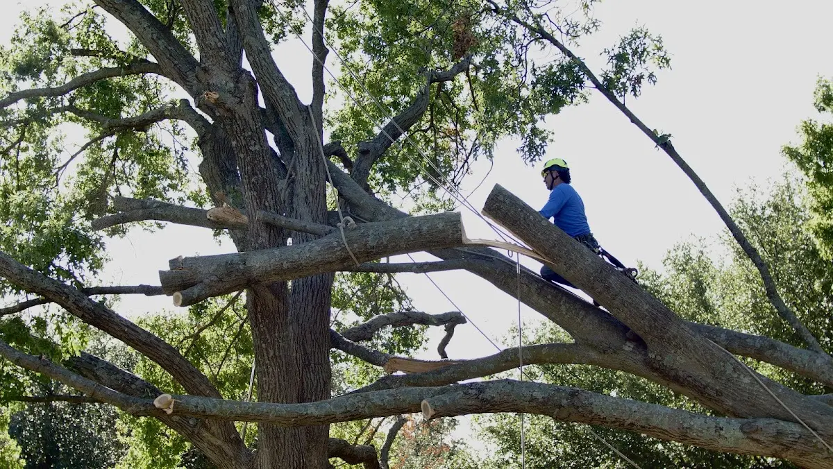 Professional Crown Thinning performed by certified arborists in Granite Canon