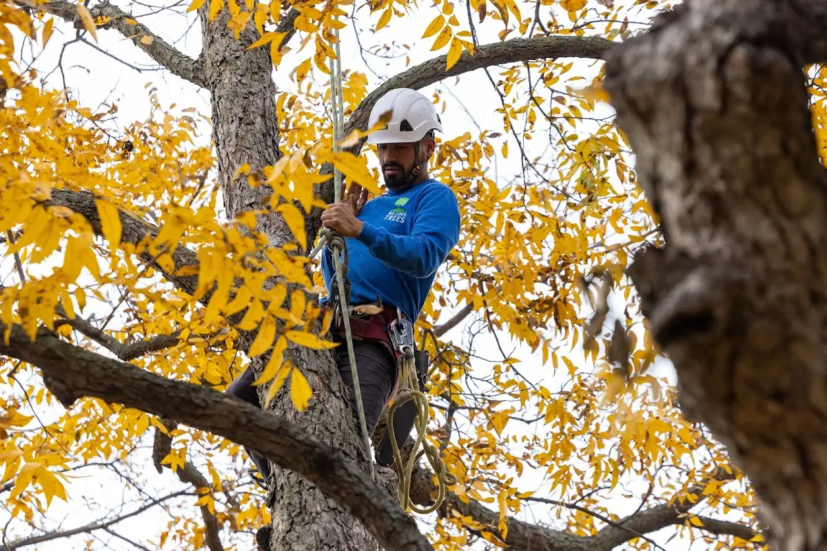 Skilled Tree Planing crew working in Granite Canon